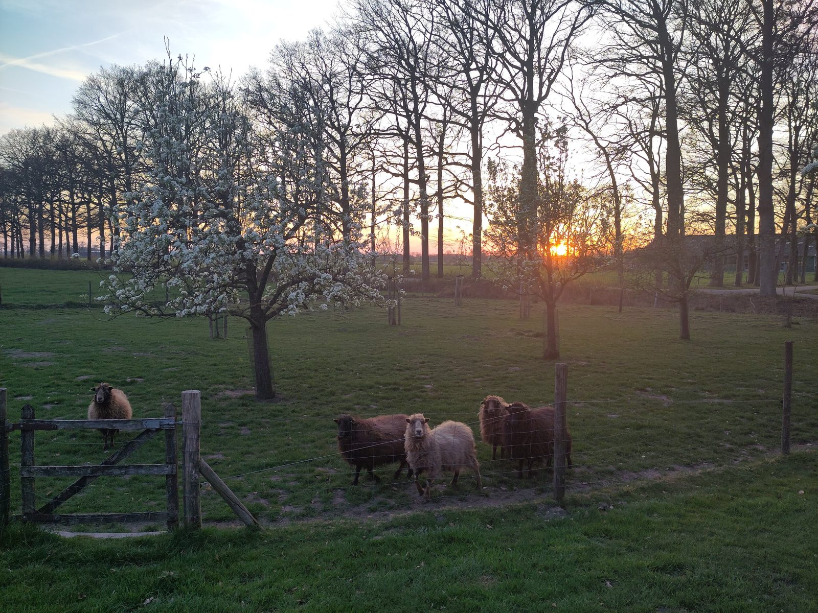Schapen in een wei bij een bloeiende perenboom in het avondlicht